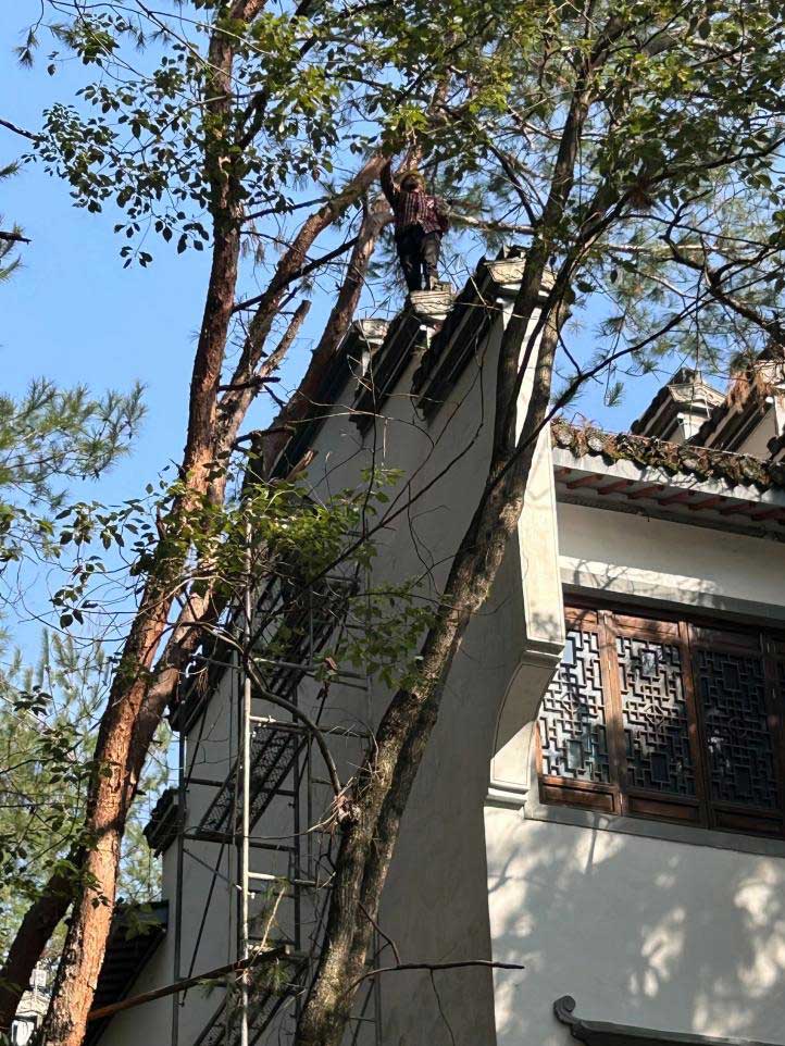 排除隱患，國資公司砍樹解民憂