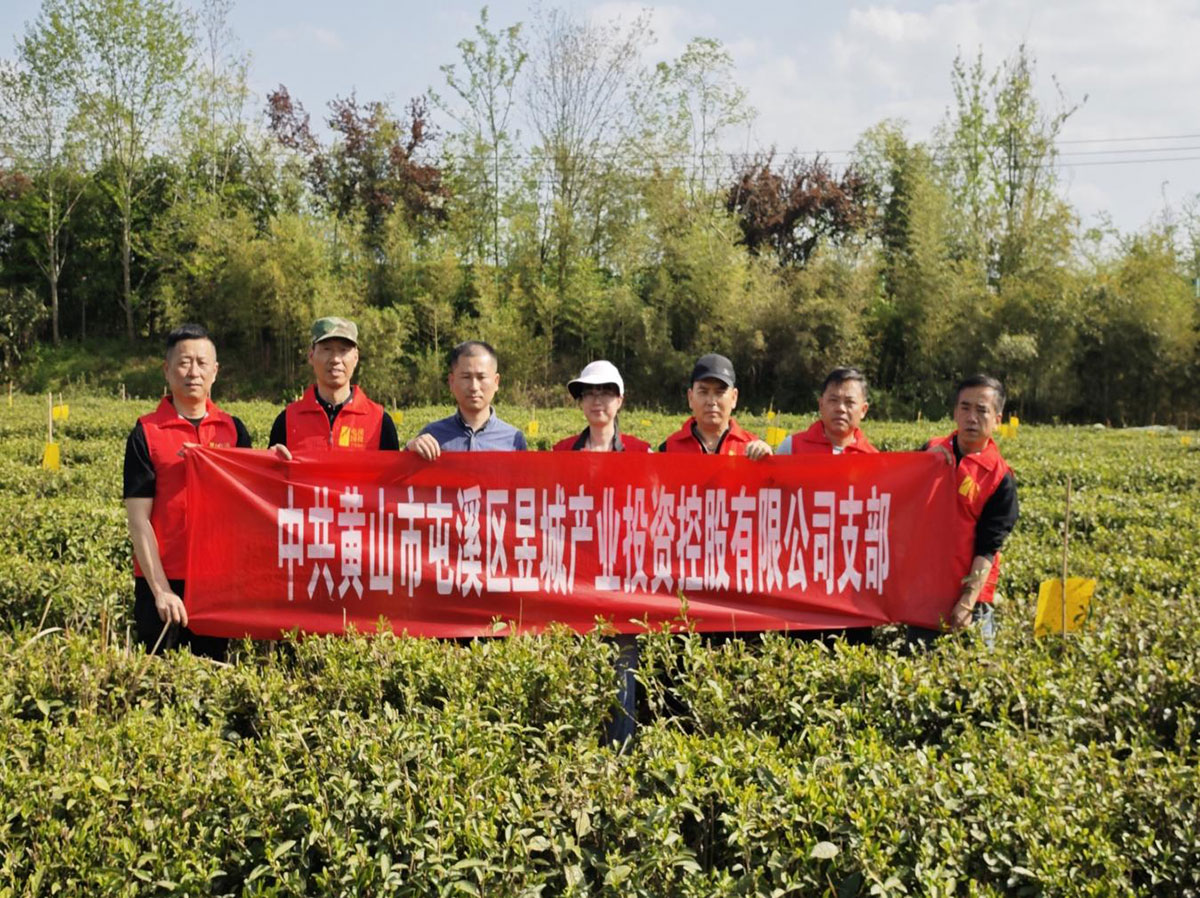 昱城產(chǎn)投公司黨支部開(kāi)展“茶香潤(rùn)初心，黨旗映茶園”主題黨日活動(dòng)
